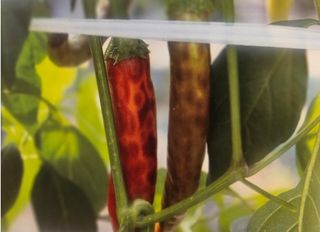 대산농사대장님의 고추 · 비료•농약 작성글 사진