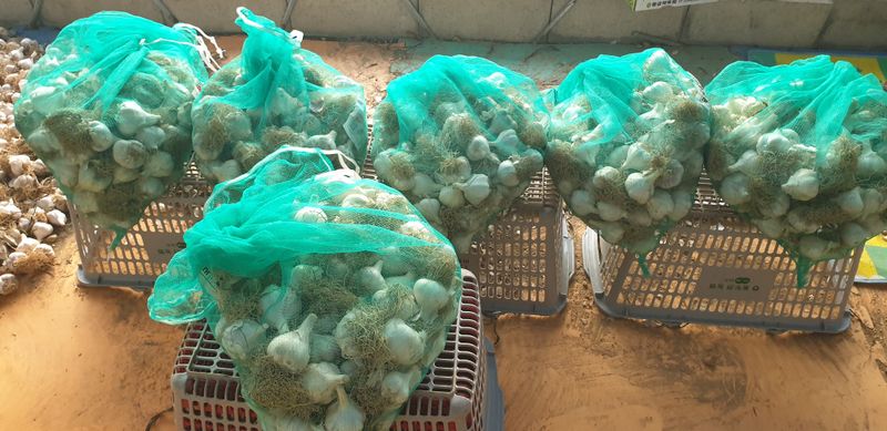 오류농원님의 장터 판매 상품 [밭 마늘(의성,홍산)] 첨부 사진