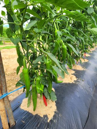 커피나무님의 자유주제 · 자유게시판 작성글 사진