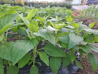 김형철님의 자유주제 · 자유게시판 작성글 사진