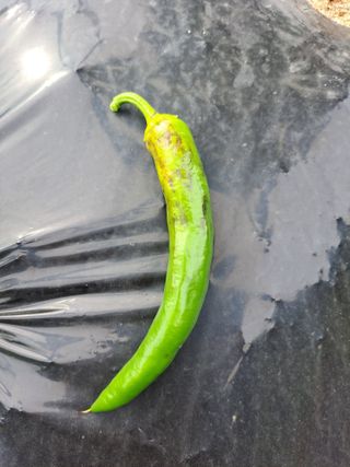 귀산촌님의 자유주제 · 자유게시판 작성글 사진