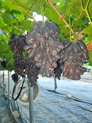 손현순님의 자유주제 · 자유게시판 작성글 사진