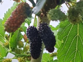 정영기대산축산농부♡님의 자유주제 · 자유게시판 작성글 사진