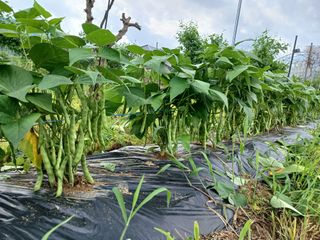 황금비님의 자유주제 · 자유게시판 작성글 사진