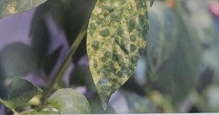 대산농사대장님의 고추 · 비료•농약 작성글 사진