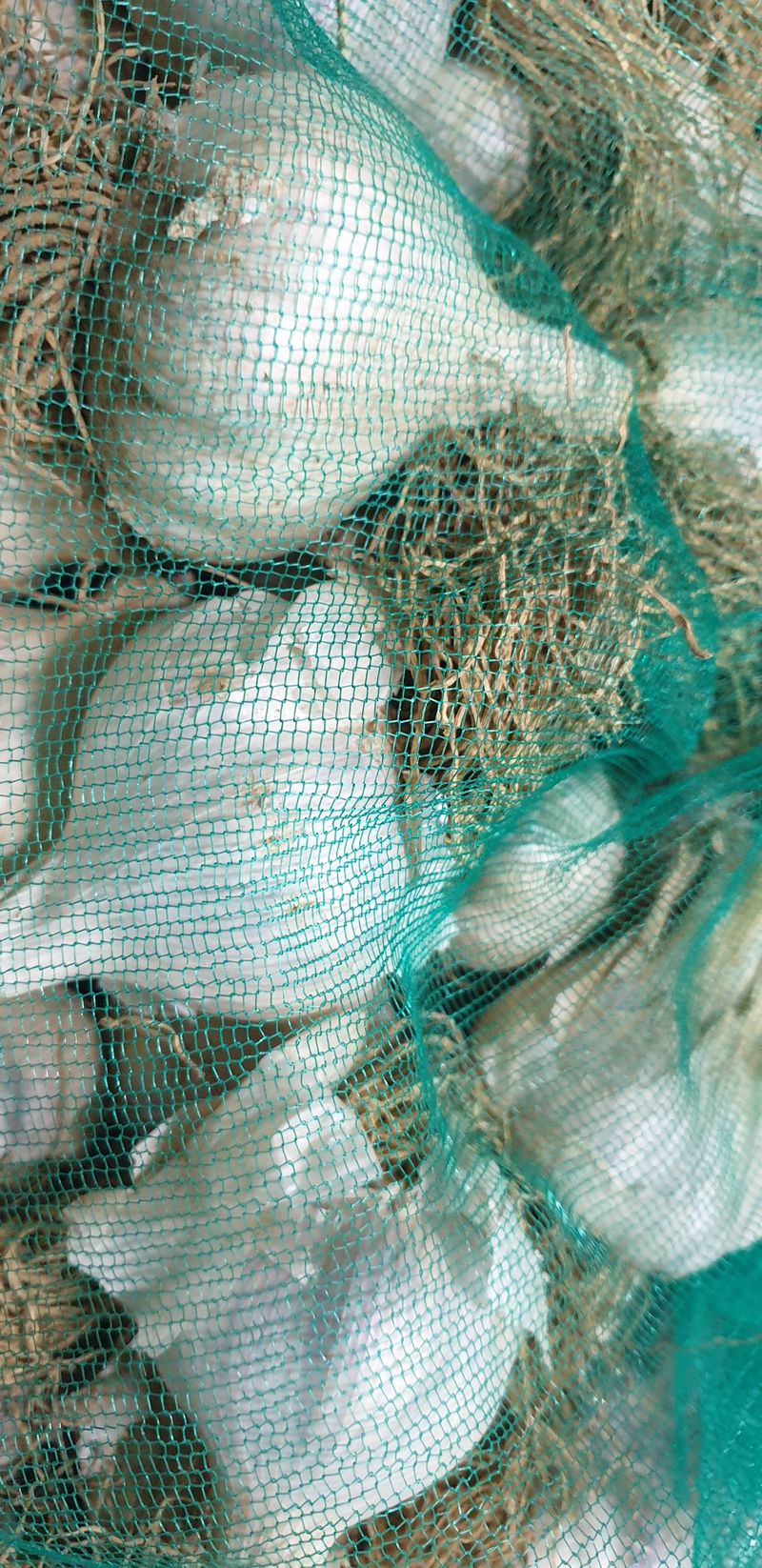 오류농원님의 장터 판매 상품 [밭 마늘(의성,홍산)] 첨부 사진