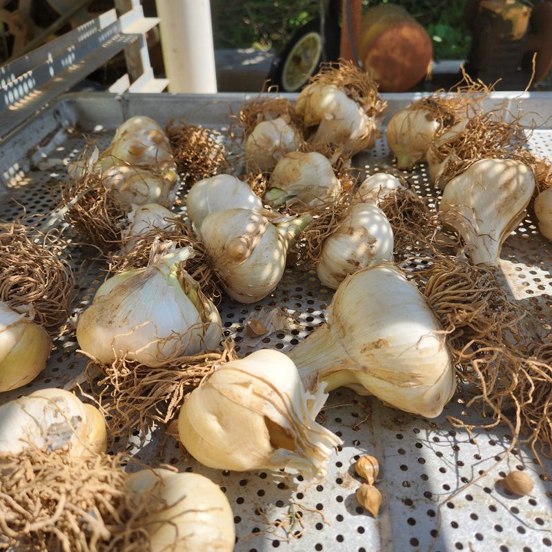 조한솔님의 장터 판매 상품 [코끼리마늘 1대종 씨마늘] 첨부 사진