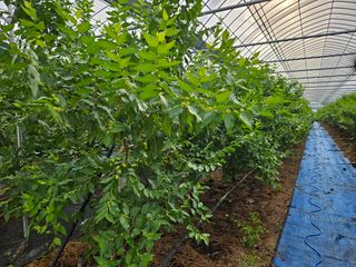 대추 9544님의 자유주제 · 자유게시판 작성글 사진