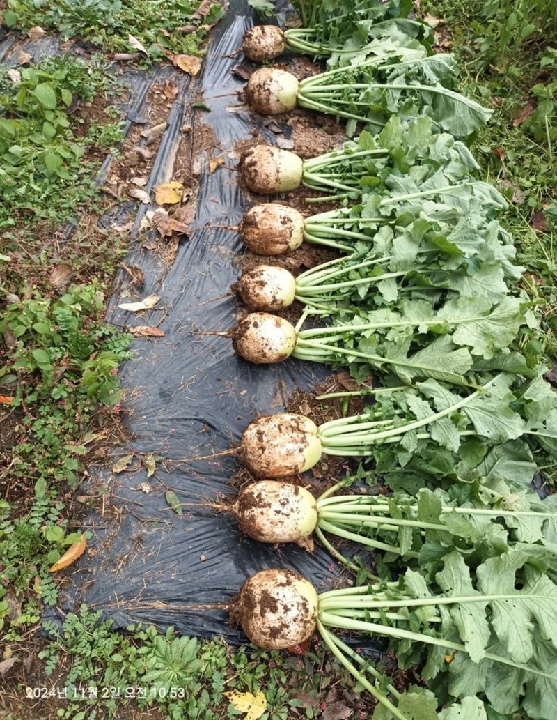 대산농사대장님의 장터 판매 상품 [김장무  맛일품  맛좋고 상품성우수 더기반] 첨부 사진