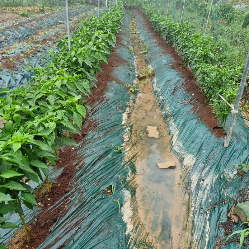 훈&팜님의 장터 판매 상품 [미인고추풋고추 1kg] 첨부 사진