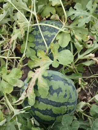 최광순님의 자유주제 · 사진전 작성글 사진