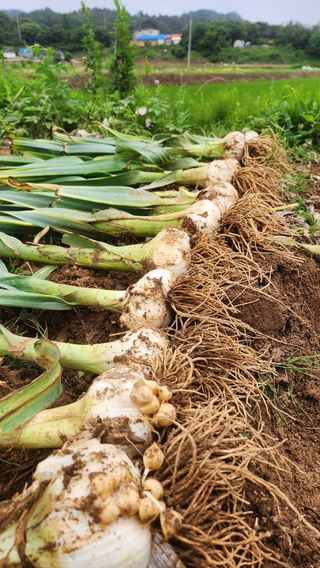 조한솔님의 작성글 사진