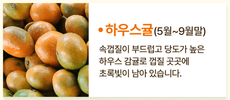 메종루엘님의 장터 판매 상품 [제주 하우스감귤] 첨부 사진