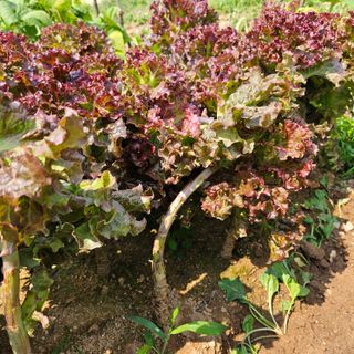 누보농장님의 자유주제 · 자유게시판 작성글 사진