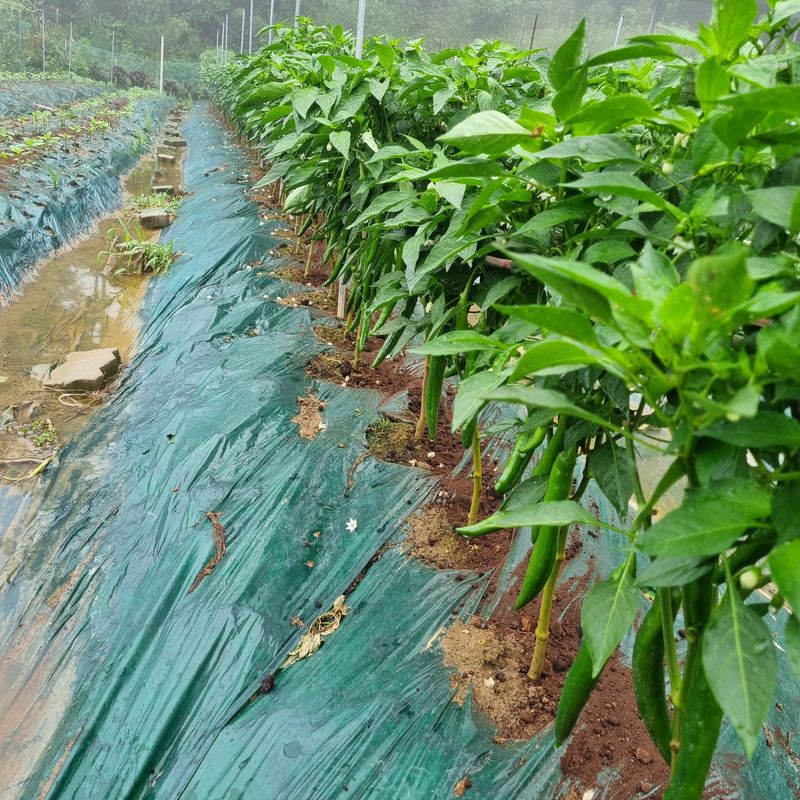 훈&팜님의 장터 판매 상품 [미인고추풋고추 1kg] 첨부 사진