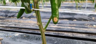 병아리농사꾼님의 농사, 무엇이든 물어보세요! · 참여글 작성글 사진