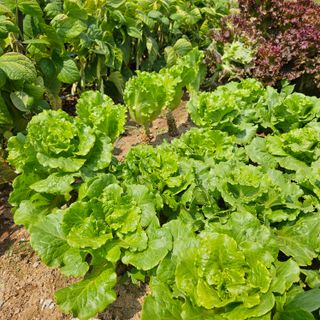 누보농장님의 자유주제 · 자유게시판 작성글 사진