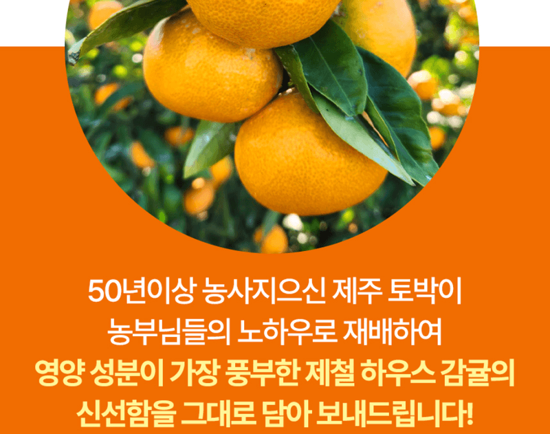 메종루엘님의 장터 판매 상품 [제주 하우스감귤] 첨부 사진