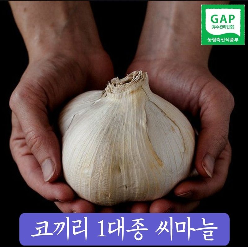 장터 상품 [코끼리마늘 1대종 씨마늘] 썸네일