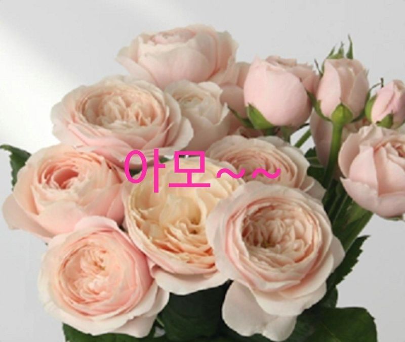 사랑꽃농장님의 장터 판매 상품 [신품) 예쁜 장미묘 1종(4개)] 첨부 사진