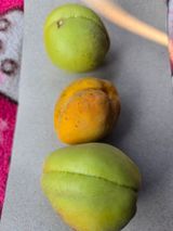 팜모닝 농사, 무엇이든 물어보세요!·참여글 게시글 이미지