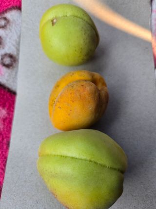 박정희 님의 농사, 무엇이든 물어보세요! · 참여글 작성글 사진