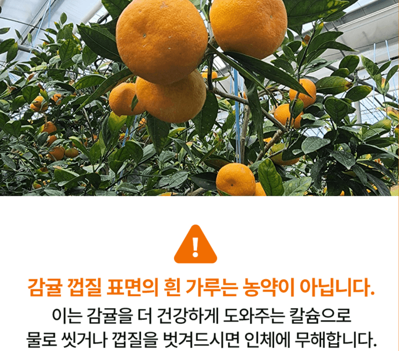 메종루엘님의 장터 판매 상품 [제주 하우스감귤] 첨부 사진