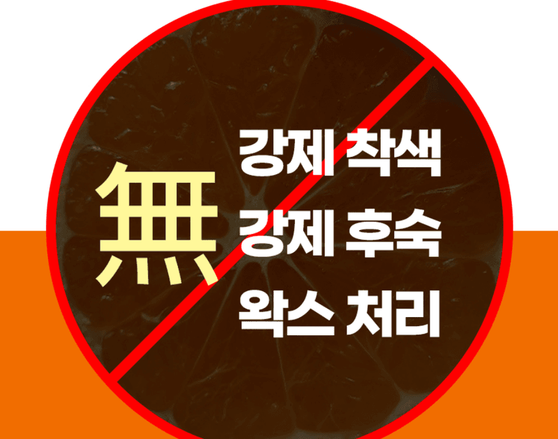 메종루엘님의 장터 판매 상품 [제주 하우스감귤] 첨부 사진