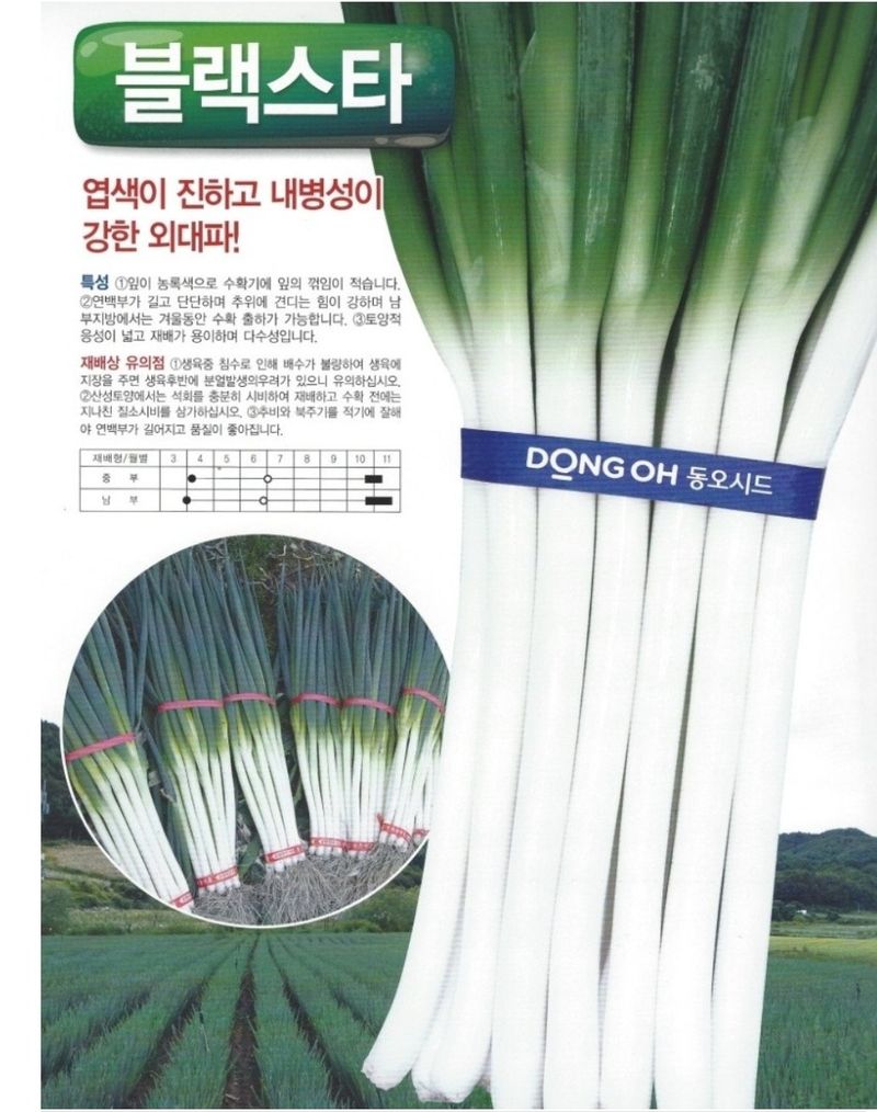 대산농사대장님의 장터 판매 상품 [블랙스타 흑금장 대파 종자 20g 전문농사 외대파] 첨부 사진