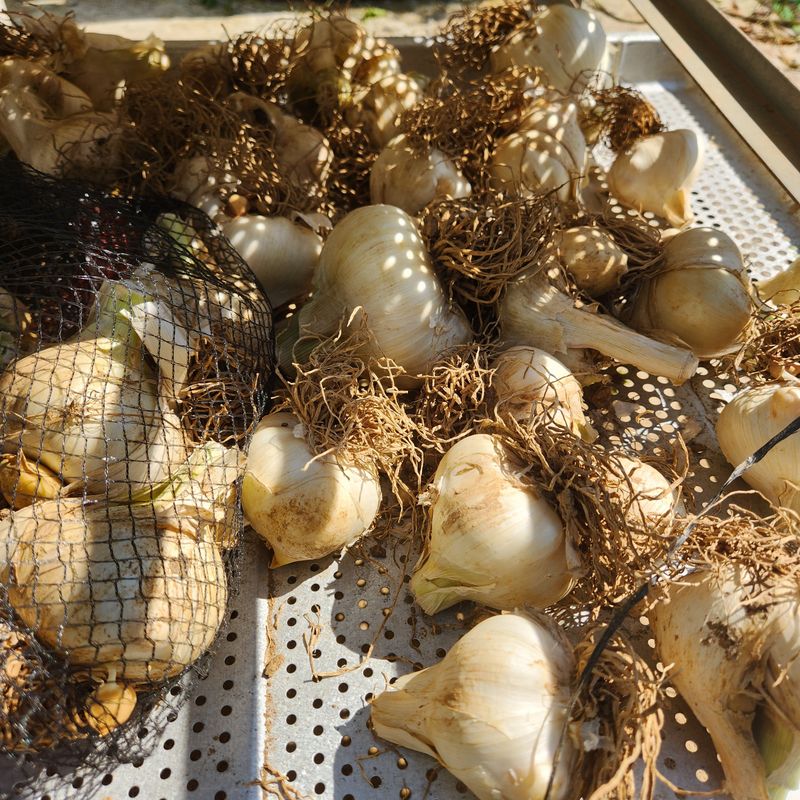 조한솔님의 장터 판매 상품 [코끼리마늘 1대종 씨마늘] 첨부 사진