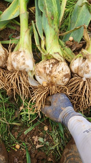 조한솔님의 작성글 사진