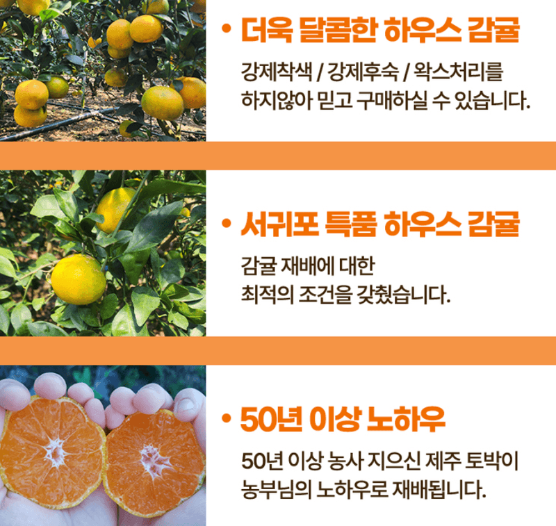 메종루엘님의 장터 판매 상품 [제주 하우스감귤] 첨부 사진