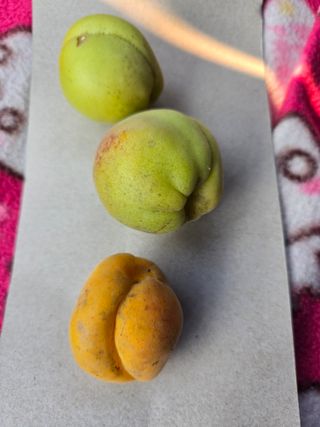 박정희 님의 농사, 무엇이든 물어보세요! · 참여글 작성글 사진