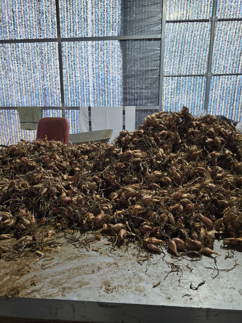 낙엽교목류22209님의 장터 판매 상품 [쪽파 씨 1키로] 첨부 사진