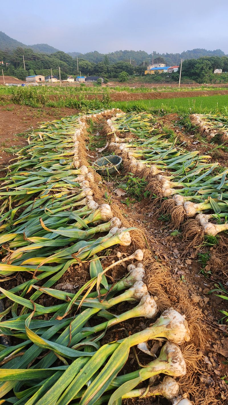 조한솔님의 장터 판매 상품 [코끼리마늘 1대종 씨마늘] 첨부 사진