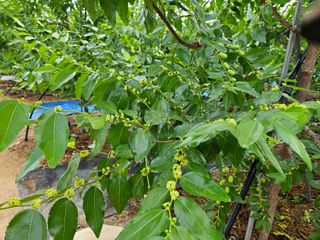 대추 9544님의 자유주제 · 자유게시판 작성글 사진