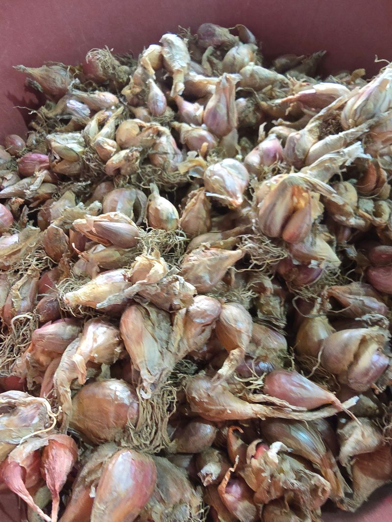 낙엽교목류22209님의 장터 판매 상품 [쪽파 씨 1키로] 첨부 사진