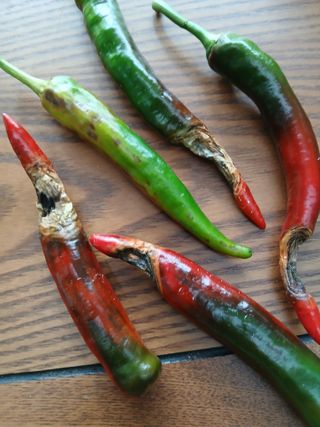 호박11158님의 고추 · 병해충상담 작성글 사진