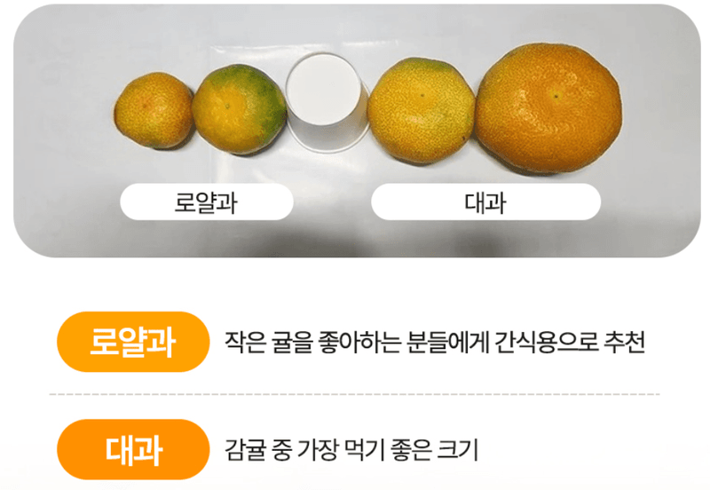 메종루엘님의 장터 판매 상품 [제주 하우스감귤] 첨부 사진
