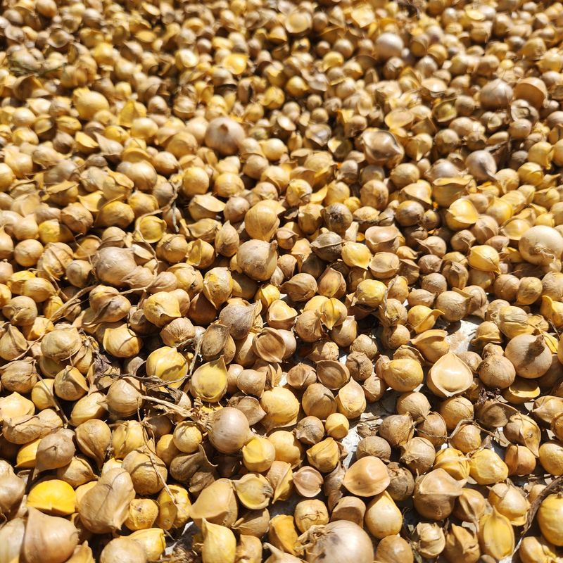 장터 상품 [코끼리마늘 주아씨 50알] 썸네일