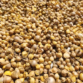 조한솔님의 작성글 사진