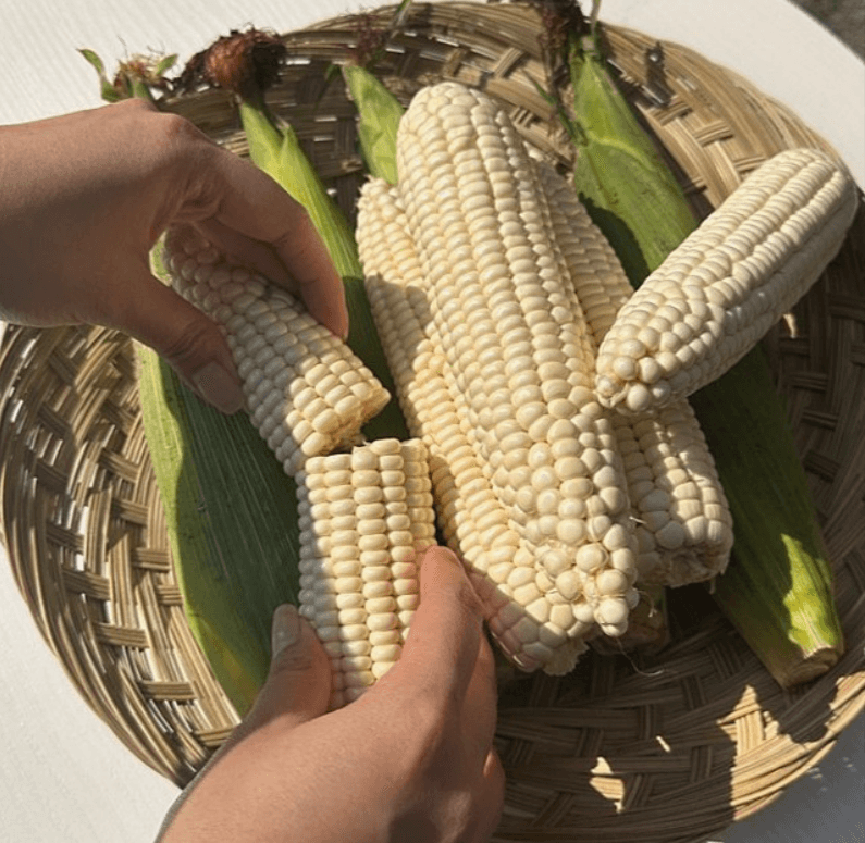 장터 상품 [미백 찰 옥수수] 썸네일