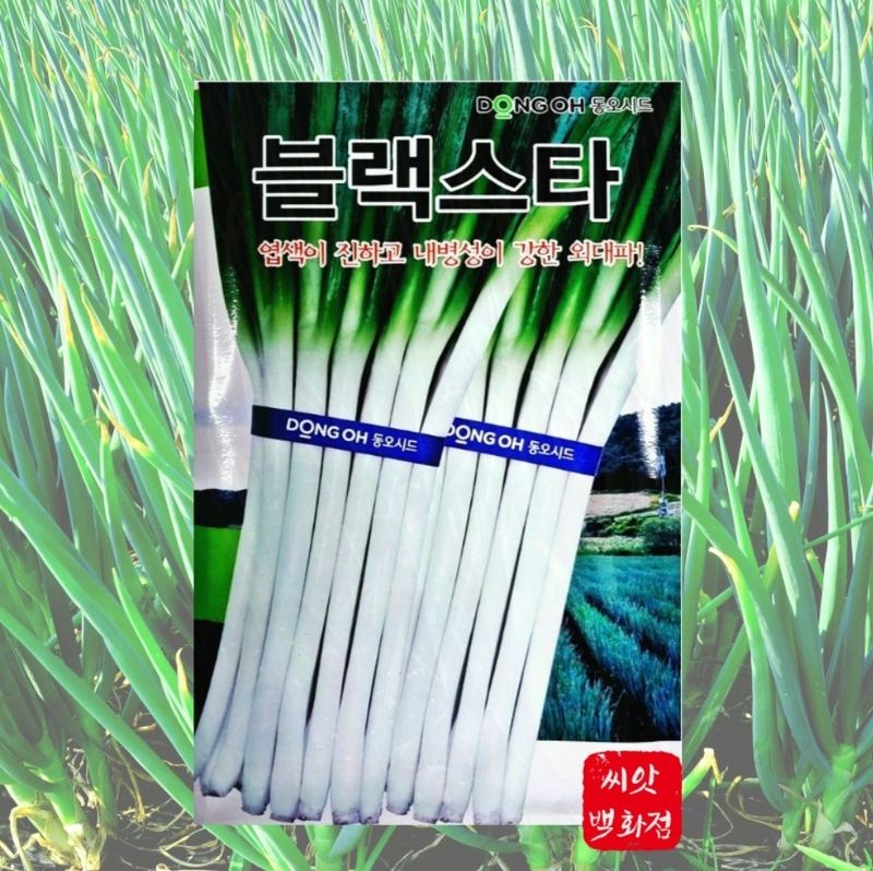 대산농사대장님의 장터 판매 상품 [블랙스타 흑금장 대파 종자 20g 전문농사 외대파] 첨부 사진