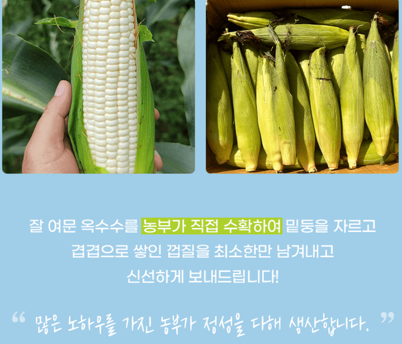 스피드번님의 장터 판매 상품 [미백 찰 옥수수] 첨부 사진