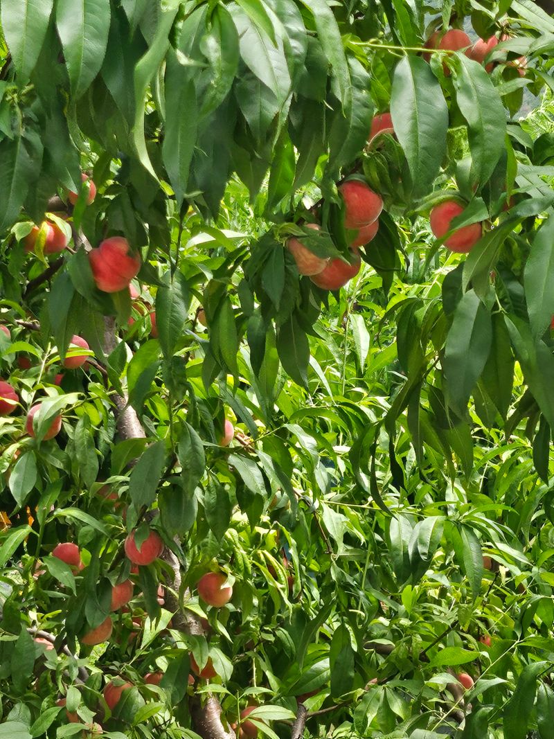 장터 상품 [경봉복숭아(딱딱이)4kg] 썸네일