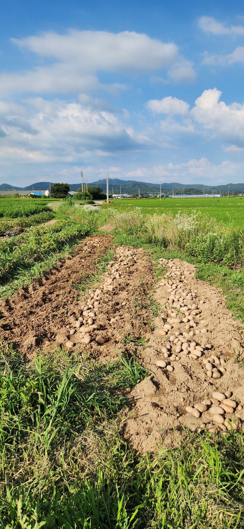 조성현님의 장터 판매 상품 [친환경인증(무농약) 감자(러셀)종자 판매합니다.] 첨부 사진