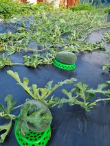 팜모닝 자유주제·자유게시판 게시글 이미지