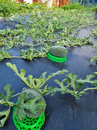 이남신님의 자유주제 · 자유게시판 작성글 사진