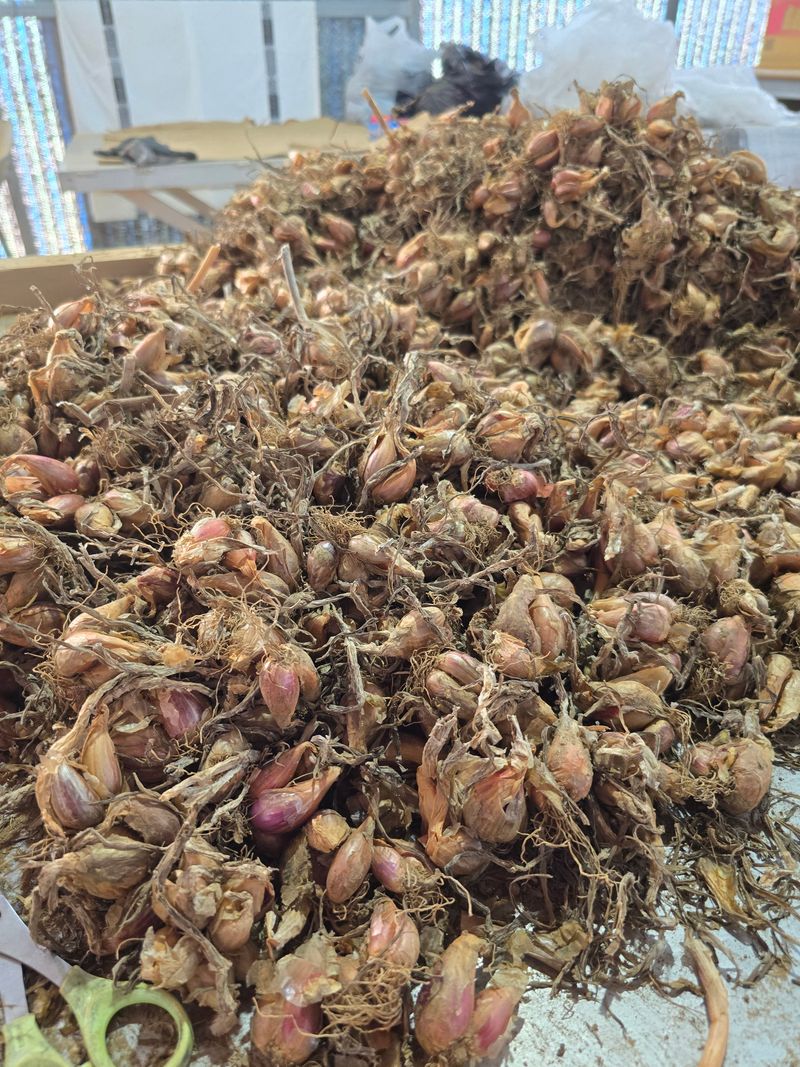 장터 상품 [쪽파 씨 1키로] 썸네일