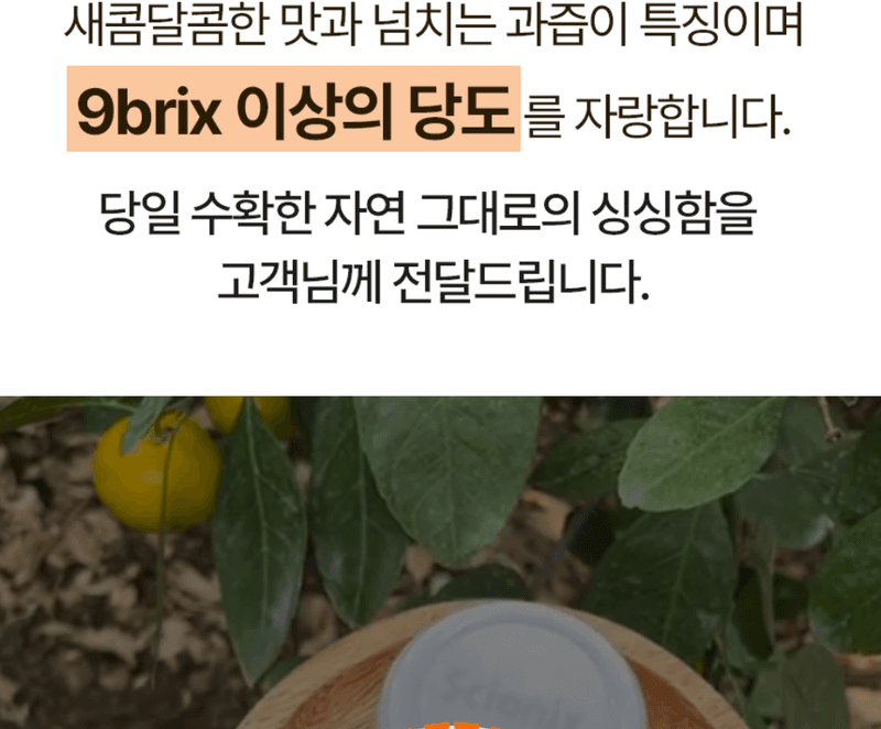 메종루엘님의 장터 판매 상품 [제주 하우스감귤] 첨부 사진